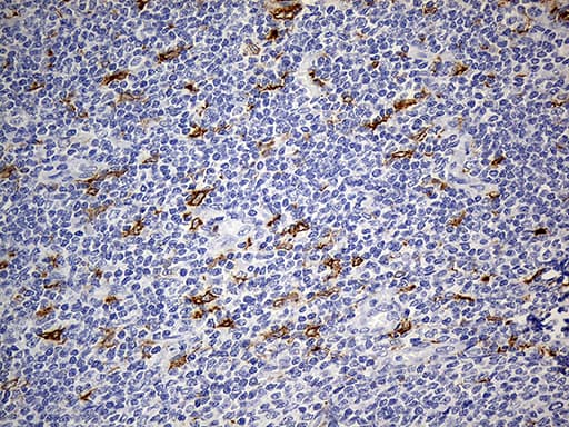 Monoclonal Mouse anti-Human CD68 Antibody (clone OTI2E2, Carrier-free, aa22-319, IHC, WB)