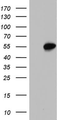 SAP30BP / HTRG Antibody (aa1-260, clone OTI6E10)