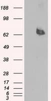 IHC-plus™ LTA4H / LTA4 Antibody (clone 9G8)