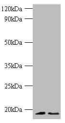 Histone H3.3 Antibody