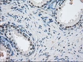 PSMA7 Antibody (clone OTI2A7, Carrier-free)