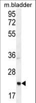 ASCL2 Antibody (aa38-65)