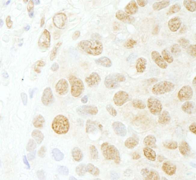 CDC5 / CDC5L Antibody (aa752-802)