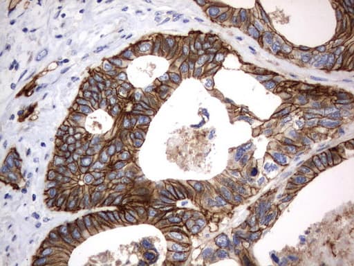 CD44 Antibody (clone UMAB133)