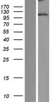 DLGAP3 / SAPAP3 Protein (Over-Expression Lysate Myc-DDK (Flag))