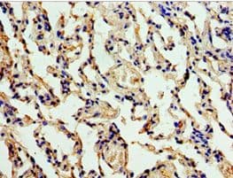 ALG1 Antibody (aa215-464)