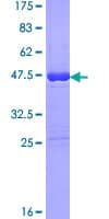Human MSRB3 Protein (Recombinant GST)