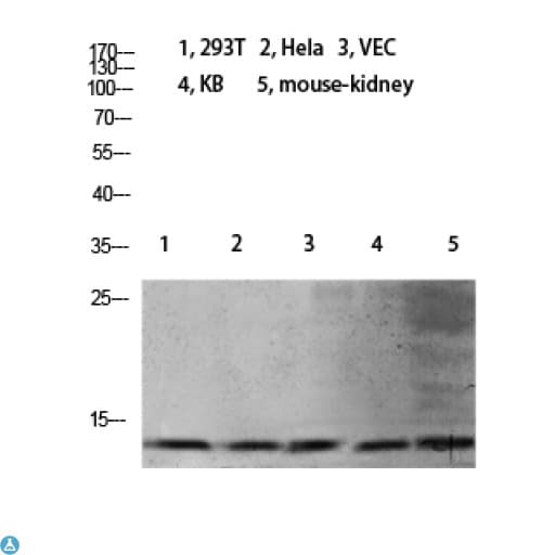 Histone H4 Antibody