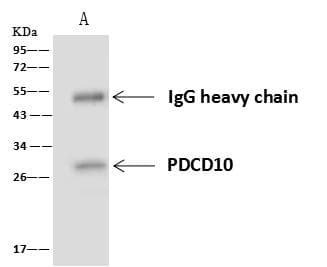 PDCD10 Antibody