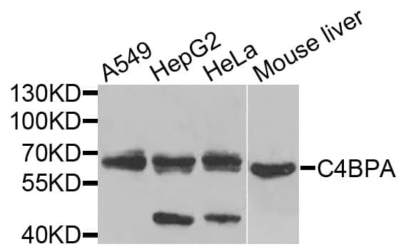 C4BPA / C4BP Alpha Antibody