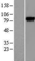 UIMC1 / RAP80 Protein (Over-Expression Lysate Myc-DDK (Flag))