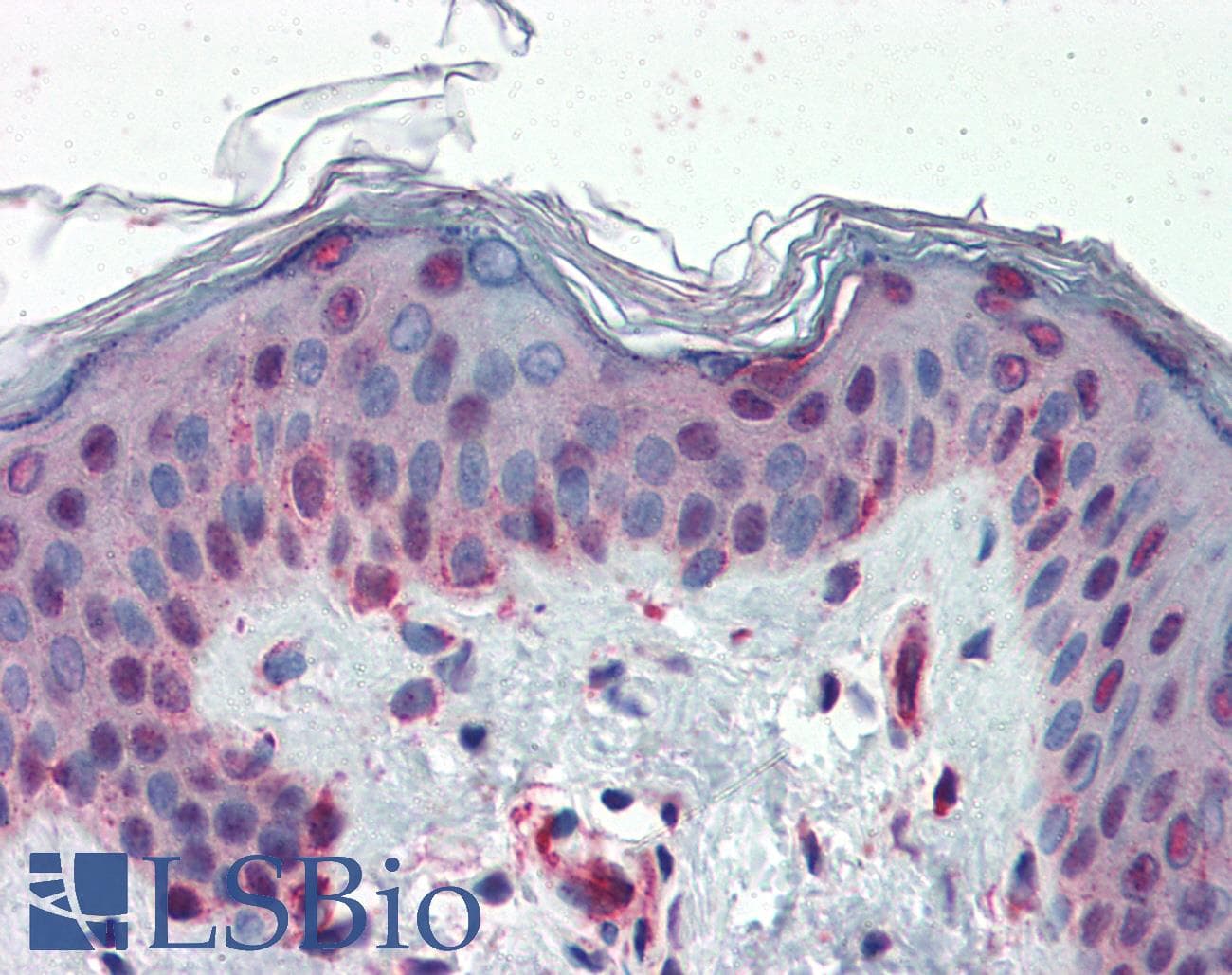 IHC-plus™ SUGP2 / SFRS14 Antibody