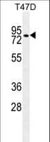 ZNF69 Antibody (aa535-563)