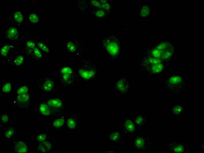 HIST1H3A Antibody