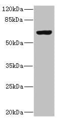 Polyclonal Rabbit anti-Human SLC13A2 / NaCT Antibody (IHC, WB)