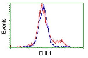 SLIM / FHL1 Antibody (clone OTI2E11)