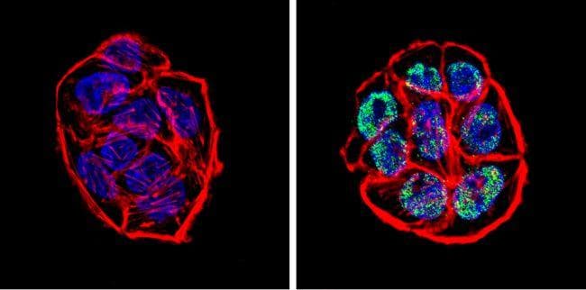 Polyclonal Goat Anti-Rabbit IgG Secondary Antibody (DY488, IHC, IF, WB)