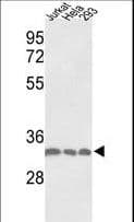 Polyclonal Rabbit anti-Human PCNA Antibody (aa231-261, IHC, IF, WB)