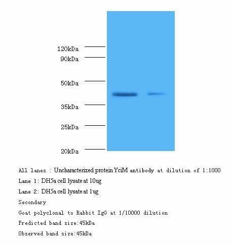 LPS regulatory protein YciM Antibody
