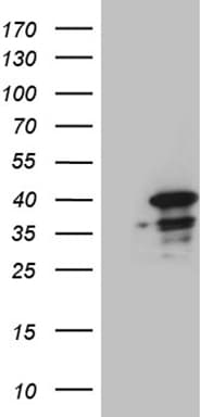 SUGT1 / SGT1 Antibody (clone OTI10G2)