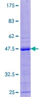 Human ZNF576 Protein (Recombinant GST)