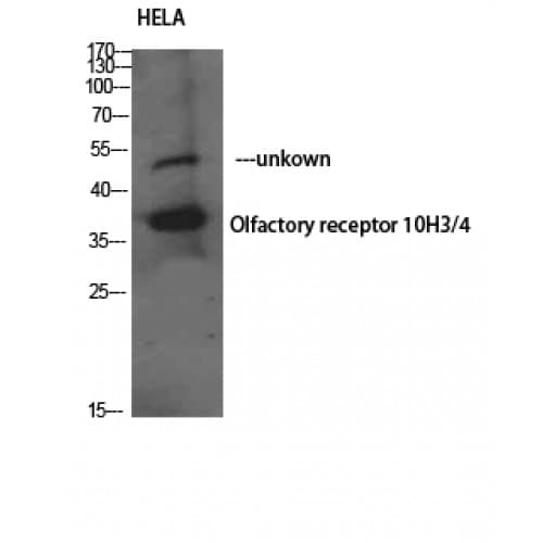 OR10H3+OR10H4 Antibody (210-290 aa, C-terminal)