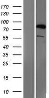 SMURF1 Protein (Over-Expression Lysate Myc-DDK (Flag))