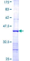 Human MAN2A1 / Mannosidase II Protein (Recombinant GST, N-terminus)