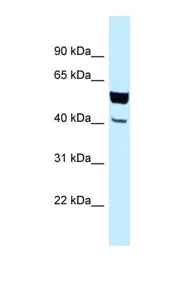 EFCBP2 / NECAB2 Antibody (aa206-255)