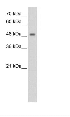 FBXL7 Antibody (aa101-150)