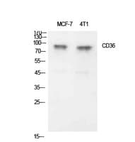 CD36 Antibody