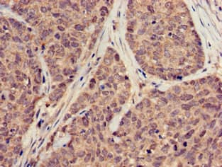 Polyclonal Rabbit anti-Human SUMO3 Antibody (IHC, IF)