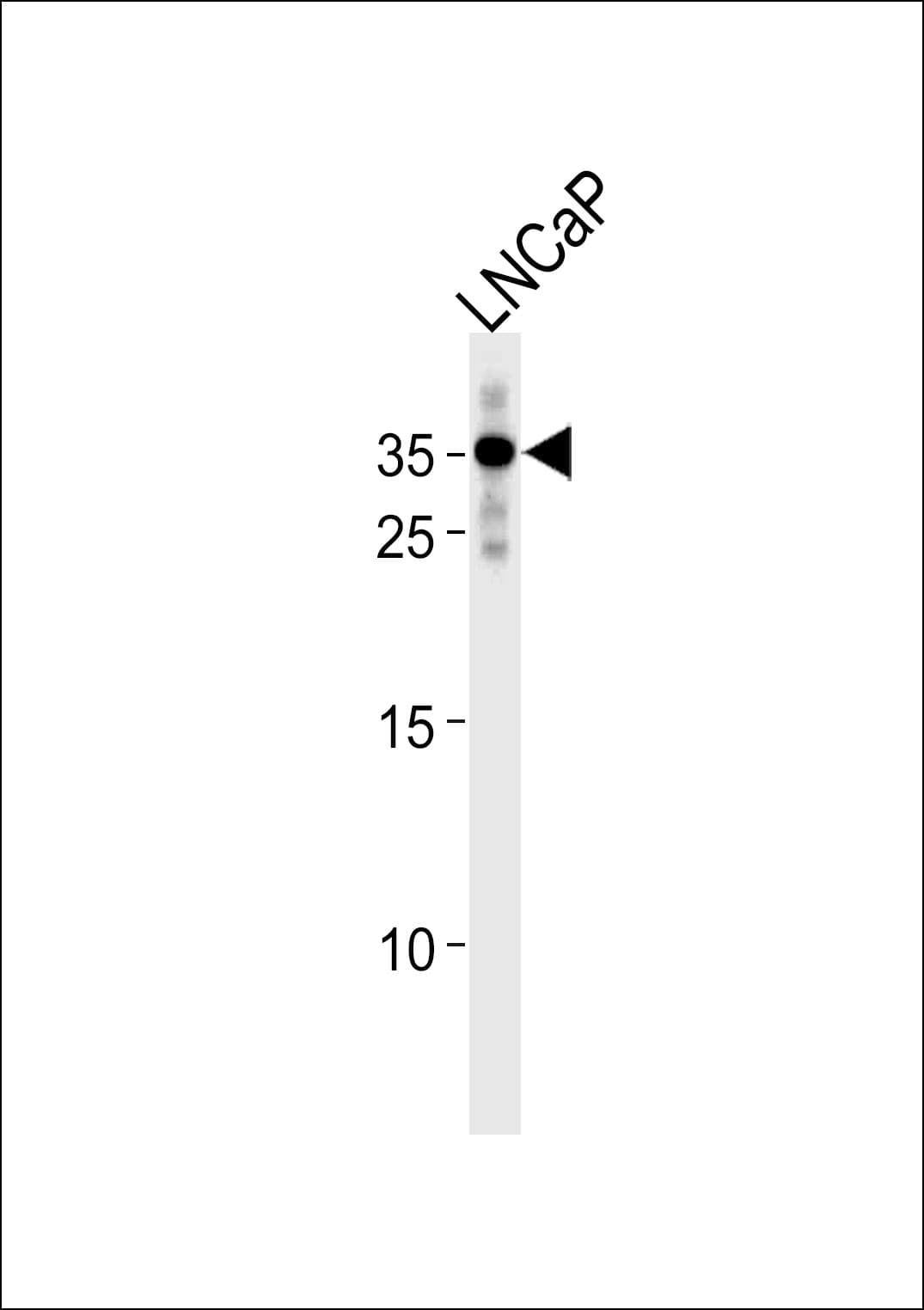 IHC-plus™ RNF4 Antibody (aa95-123)