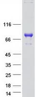 Human WEE1B / WEE2 Protein (Recombinant Myc-DDK (Flag))