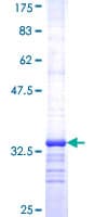 Human SV2A / SV Protein (Recombinant GST, N-terminus)