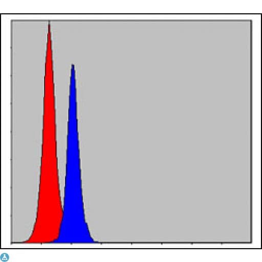 Monoclonal Mouse anti-Human C/EBP Beta / CEBPB Antibody (WB)