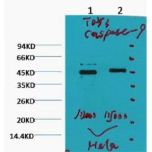 Monoclonal Mouse anti-Human CASP9 / Caspase 9 Antibody (clone 3-20, WB)