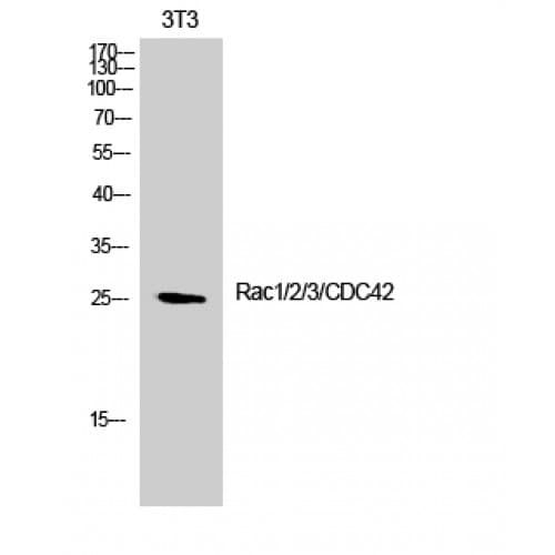 Polyclonal Rabbit anti-Human RAC1+2+3 + CDC42 Antibody (10-90 aa, IHC, WB)