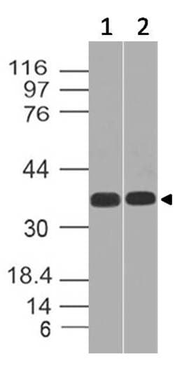 Polyclonal Rabbit anti-Human TCF19 / TCF-19 Antibody (WB)