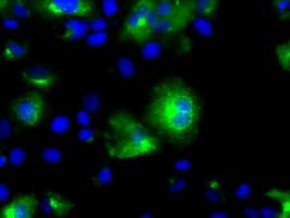 Monoclonal Mouse anti-Human BAP / SIL1 Antibody (clone OTI3B11, IHC, IF, WB)