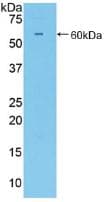 CD34 Antibody (aa36-287)