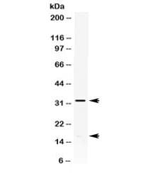 IL8 / Interleukin 8 Antibody