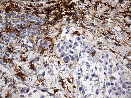 CD14 Antibody (aa20-87, clone OTI10C2)