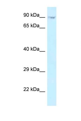 Polyclonal Rabbit anti-Human ORC3L / ORC3 Antibody (C-Terminus, WB)