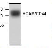 IHC-plus™ Polyclonal Rabbit anti-Human CD44 Antibody (IHC, WB)