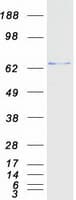 Human ENC1 Protein (Recombinant Myc-DDK (Flag))