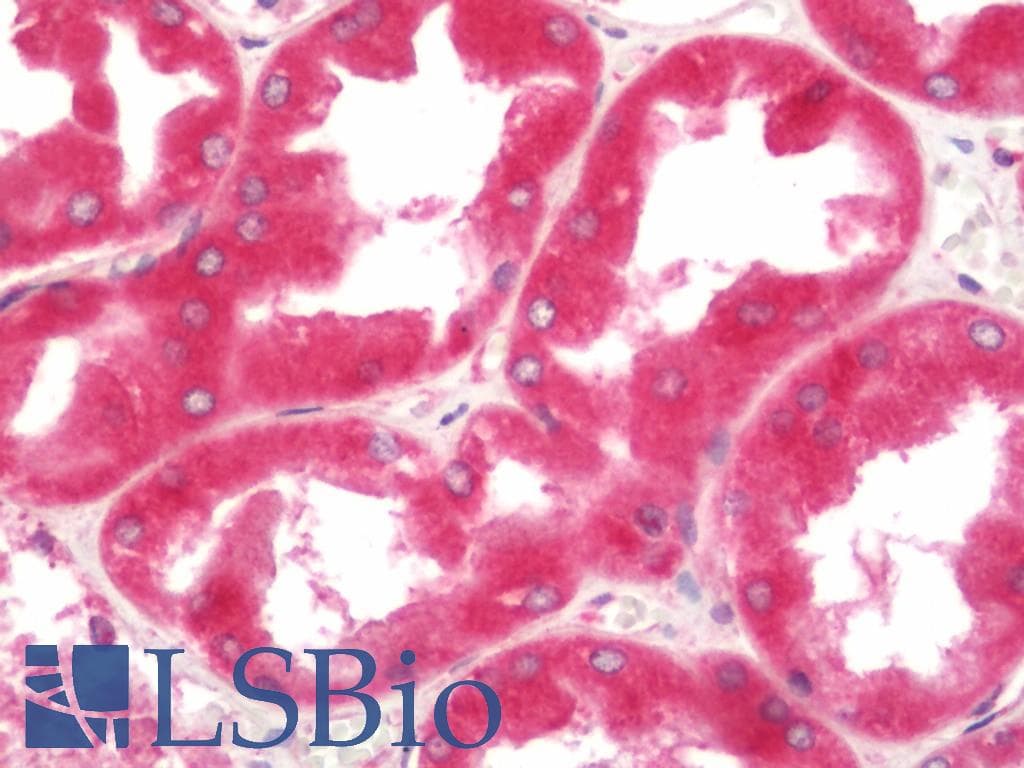 EEF1D Antibody (FITC)