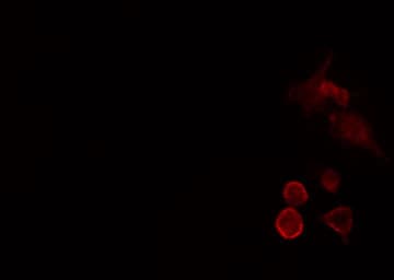 MED27 / CRSP8 Antibody