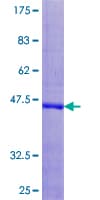 Human UCN3 / SPC Protein (Recombinant GST)