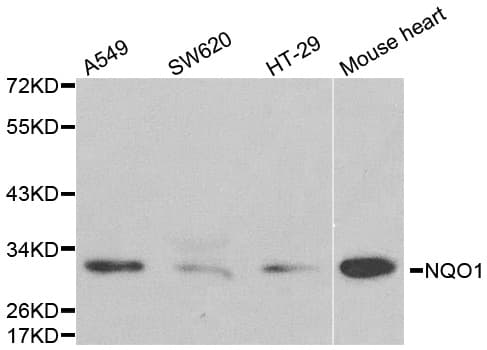 NQO1 Antibody